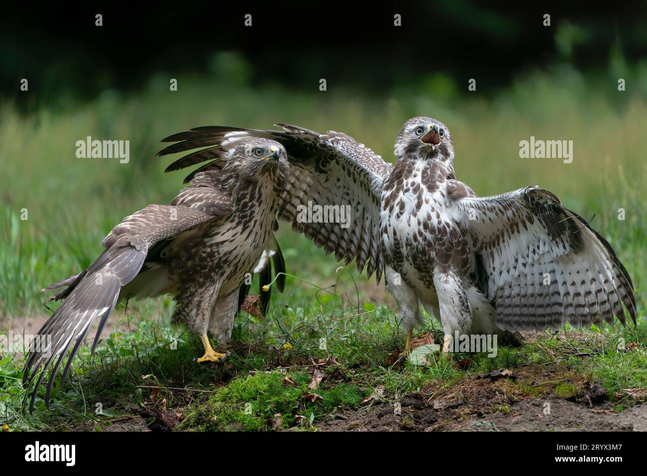 Two juvenile Common Buzzards(Buteo buteo) in the forest of Noord