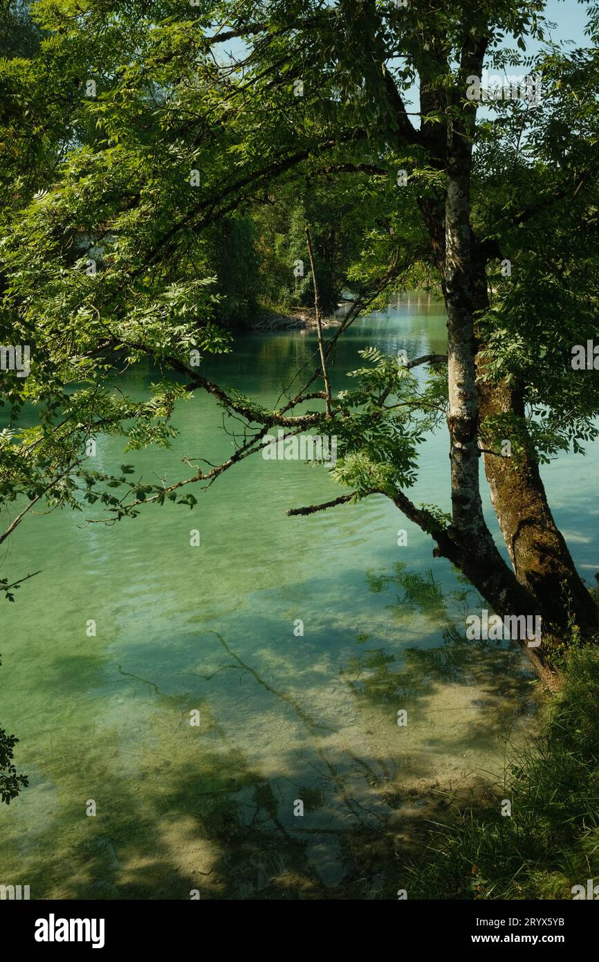Gorgeous view of crystal-clear water and idyllic tree at the Mangfall river near Gmund, Germany Stock Photo