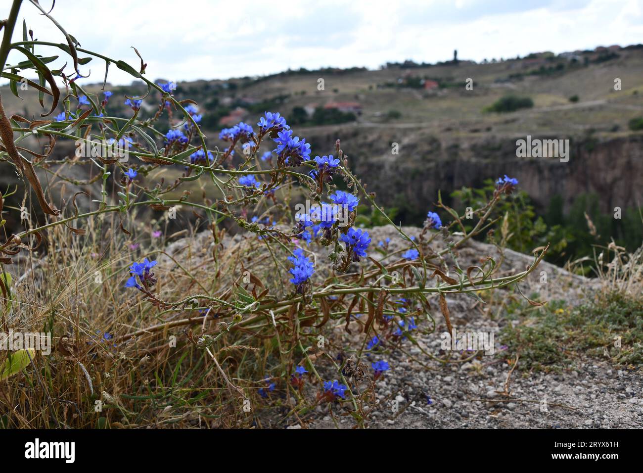 View of the blue wild flowers on the edge of the cliff of the Ihlara valley in Aksaray, Turkey Stock Photo