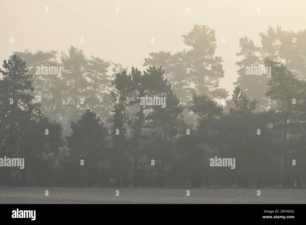 The edge of the forest in winter Stock Photo - Alamy