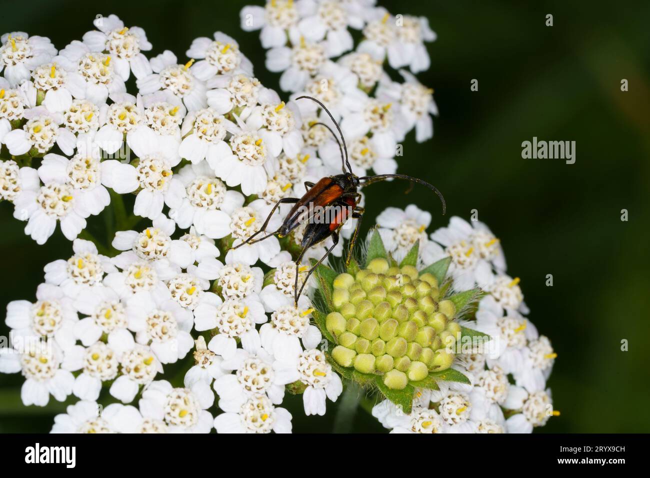 Stenurella melanura Family Cerambycidae Genus Stenurella Black-striped flower longhorn beetle wild nature insect photography, picture, wallpaper Stock Photo
