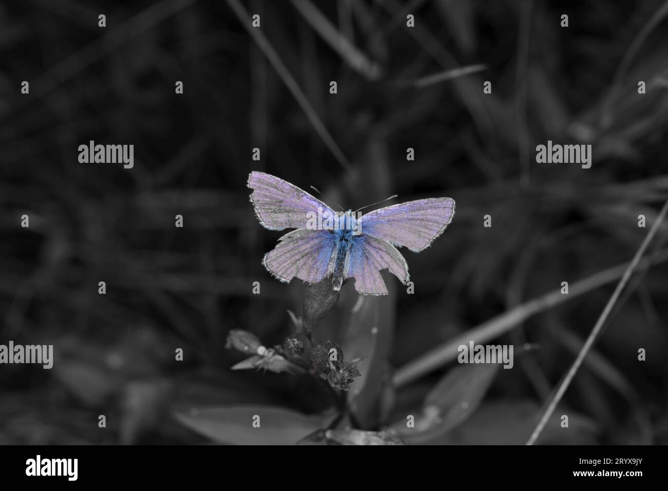 Butterfly with blue damaged wings in grey background Stock Photo