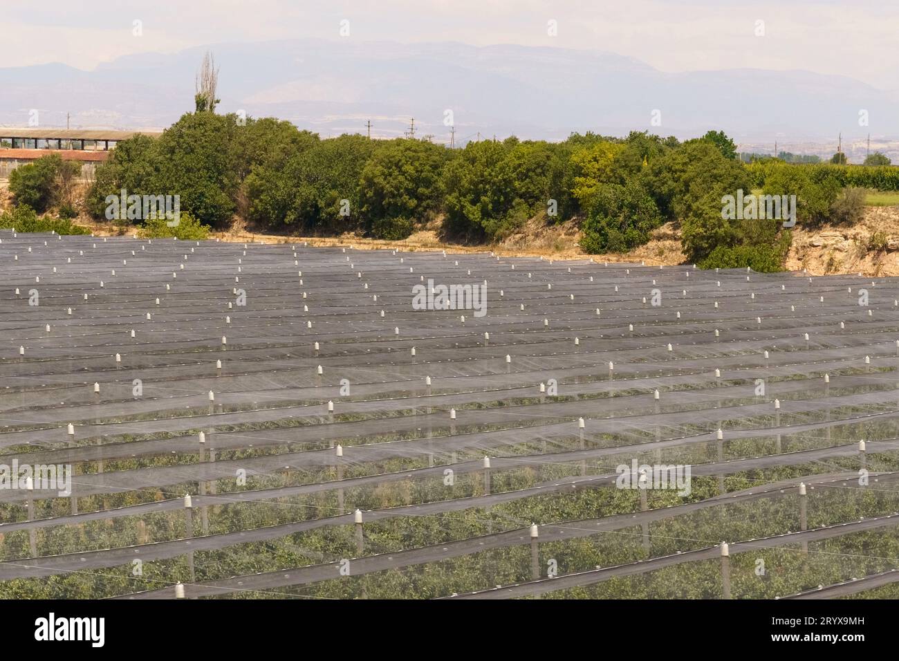 Gardens of apricot or peach trees protected by a protective net. Gardening concept. Stock Photo