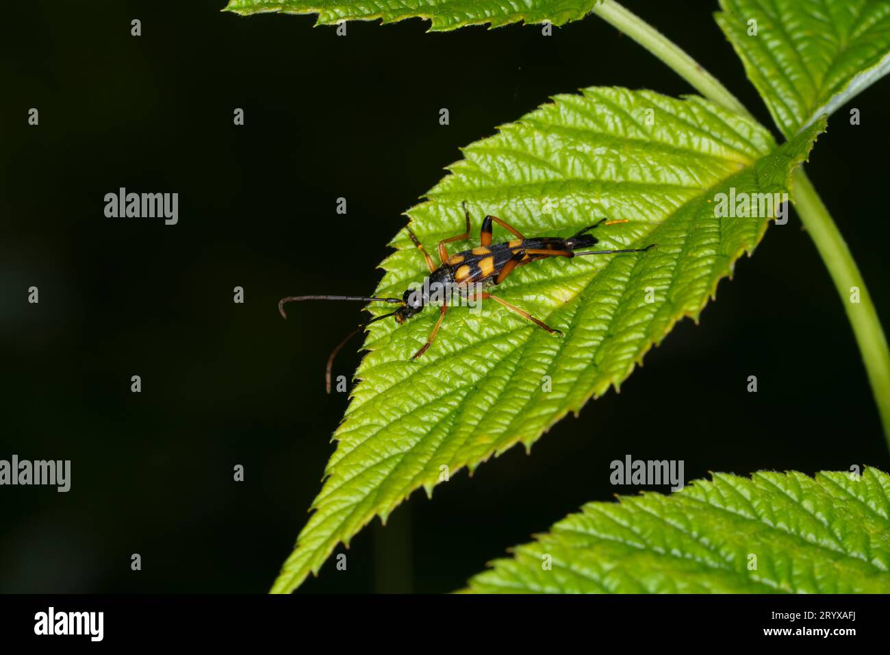 Strangalia attenuata Family Cerambycidae Genus Strangalia wild nature insect photography, picture, wallpaper Stock Photo