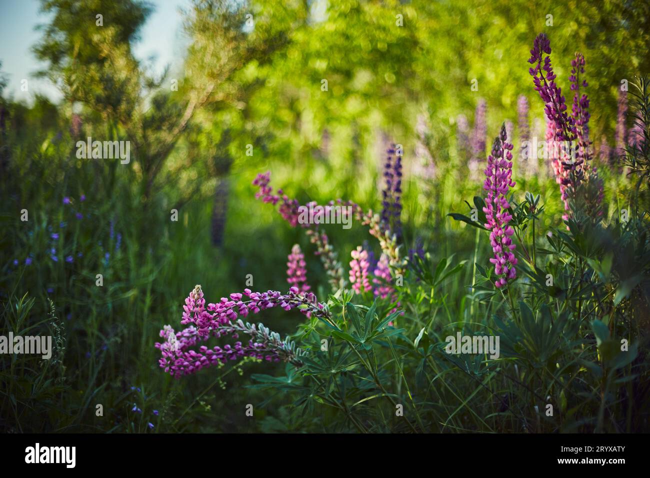 Vibrant purple blooms hi-res stock photography and images - Alamy
