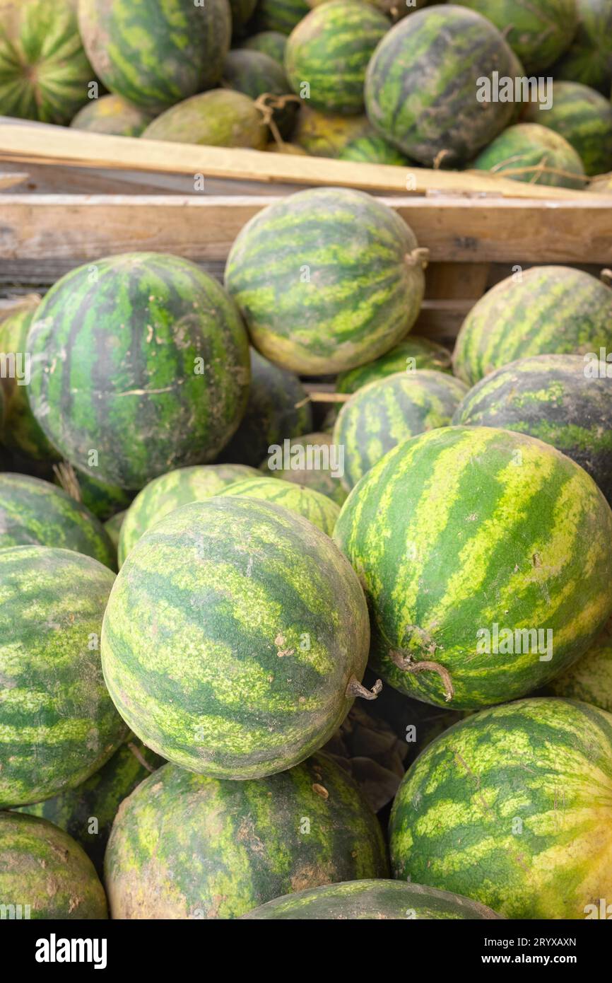 A pile of organic watermelons freshly picked from the field, selective focus. Stock Photo