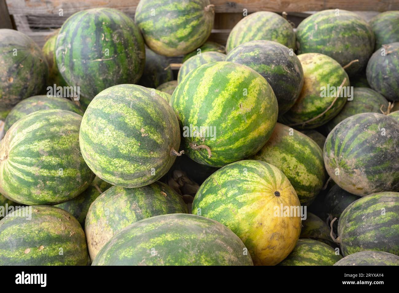 A pile of organic watermelons freshly picked from the field, selective focus. Stock Photo