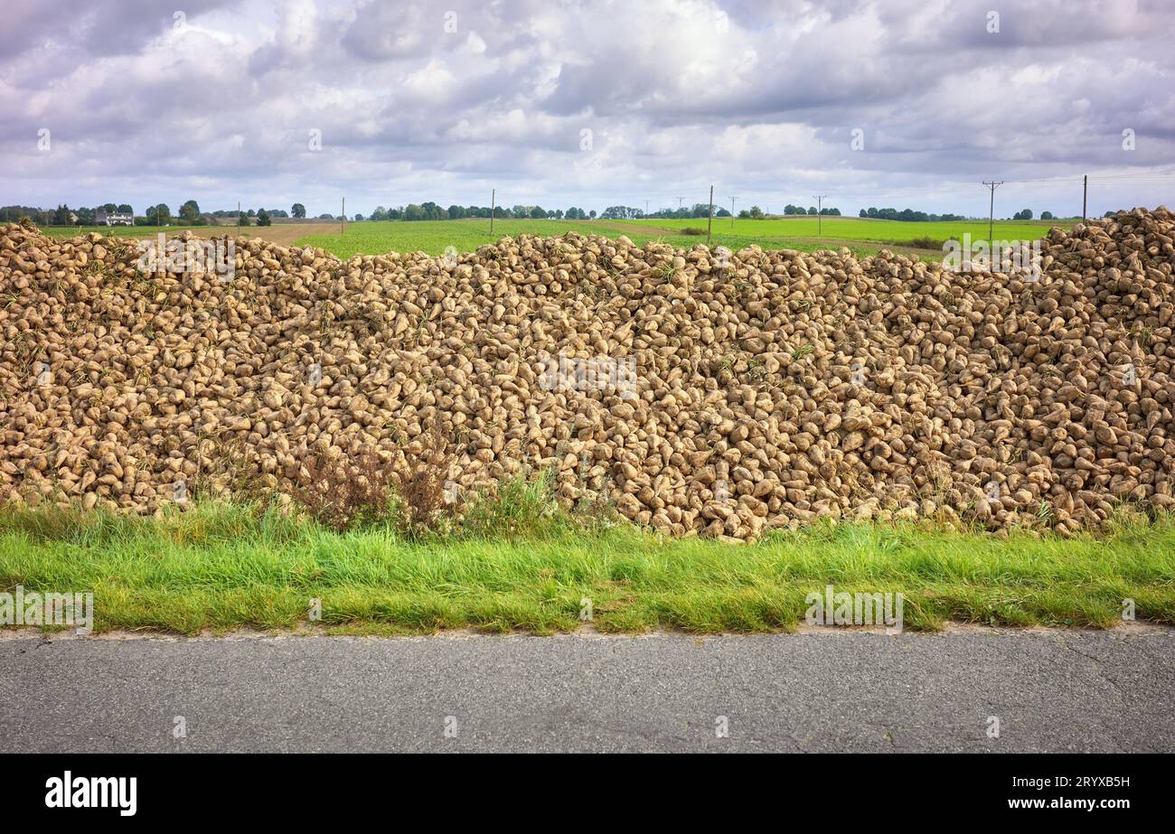 Heap of harvested sugar beet by a road. Stock Photo