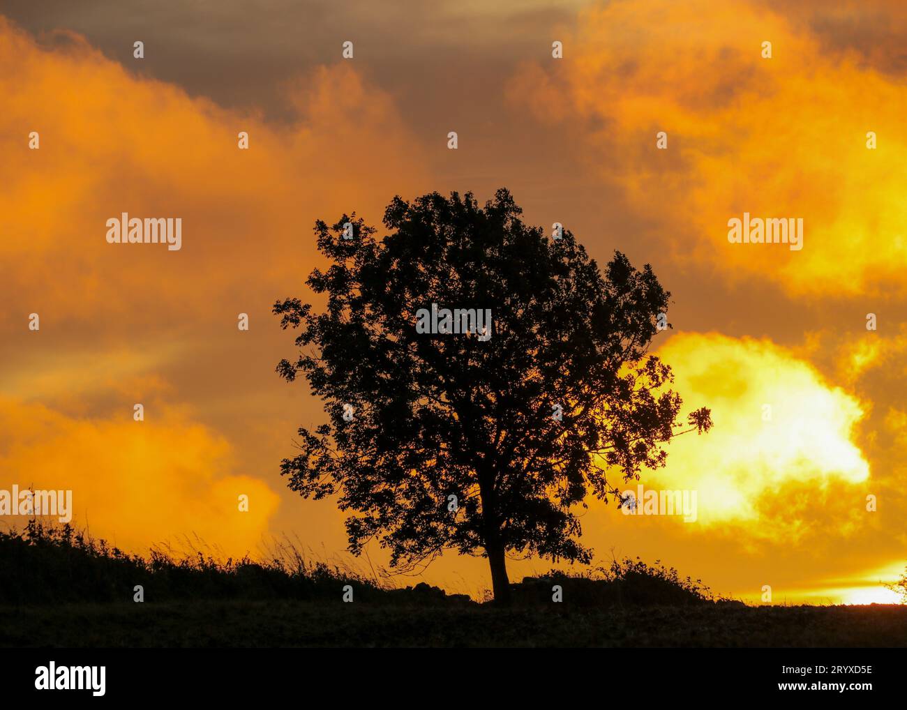 tree silhouette at sunrise Stock Photo - Alamy