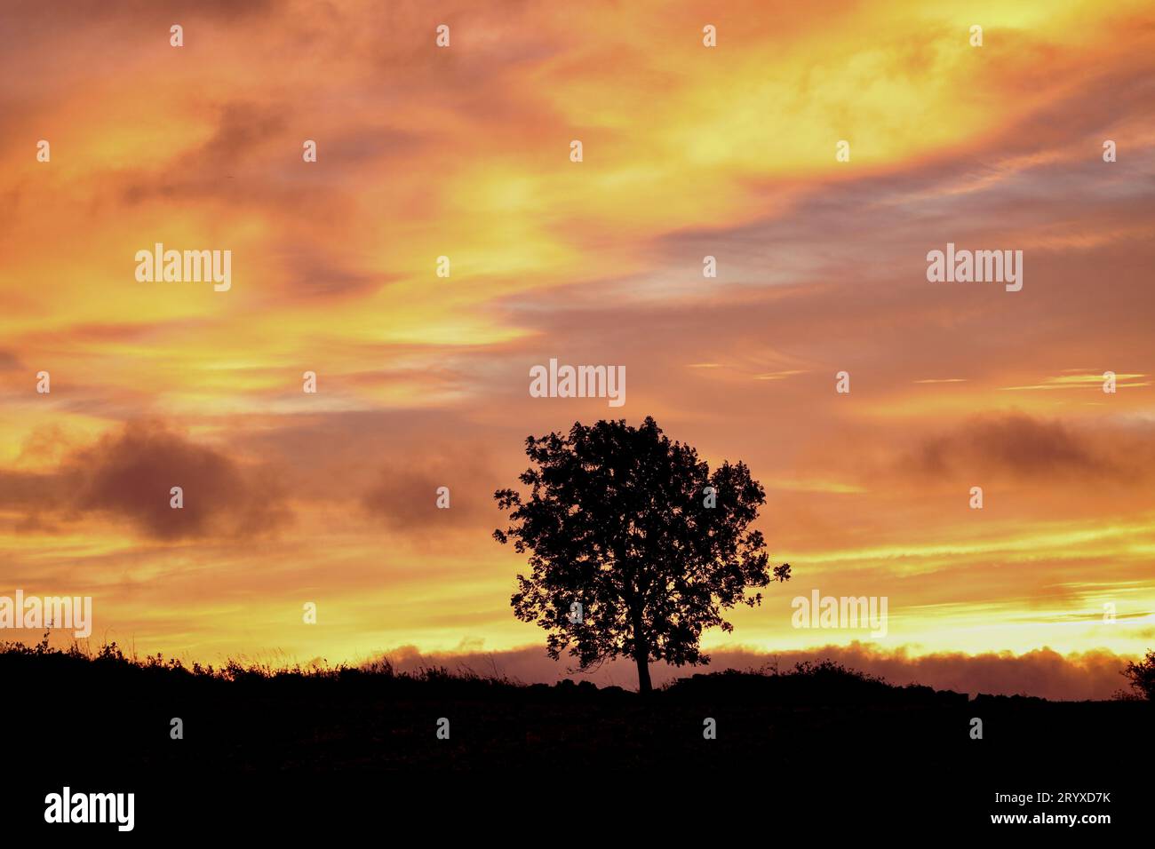 tree silhouette at sunrise Stock Photo - Alamy