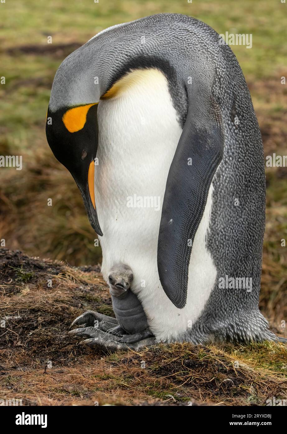 King Penguin with Chick Stock Photo
