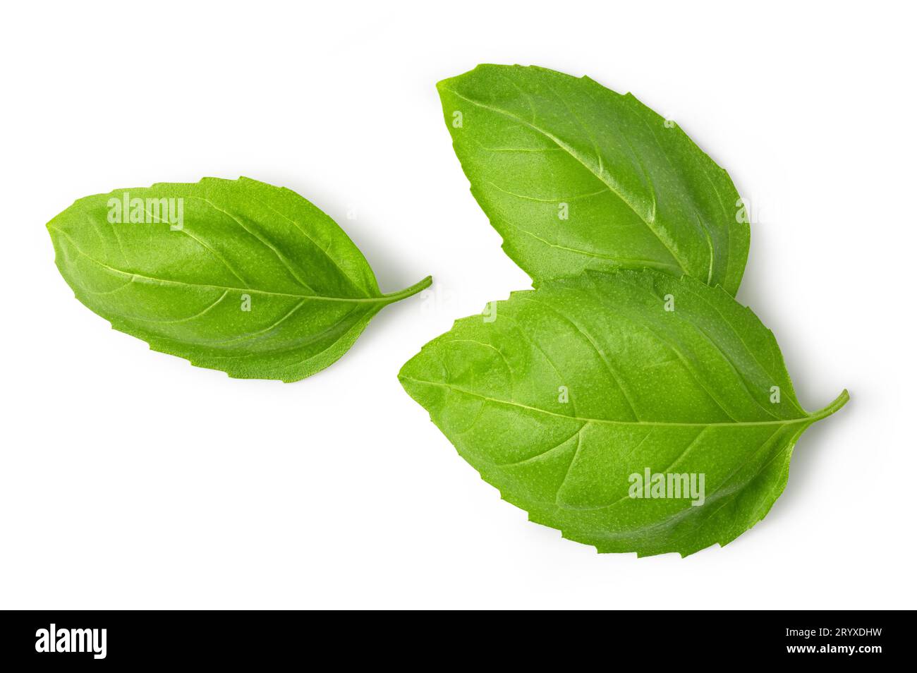 Fresh green basil leaves Stock Photo