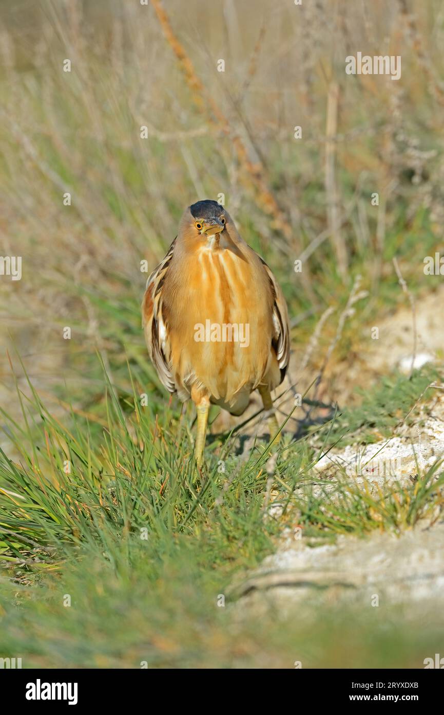 Little Bittern bird with a nervous walk. Angry birds Stock Photo - Alamy
