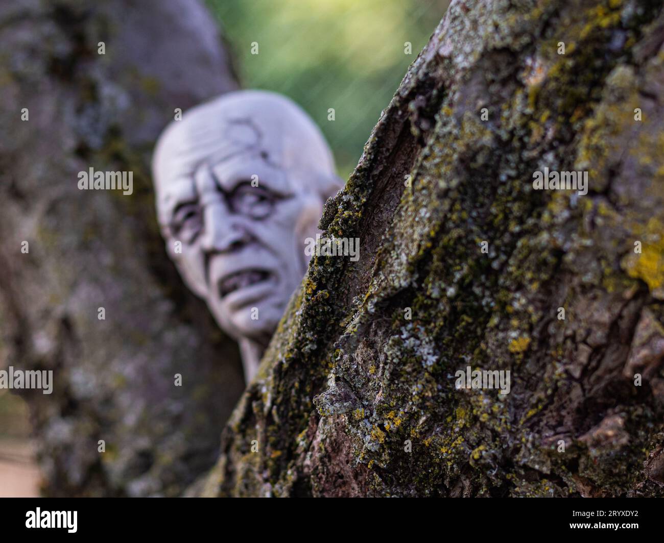 Elevate your Halloween decorations with a lifelike plastic zombie head nestled in the grass, creating an eerie ambiance for your spooky festivities Stock Photo