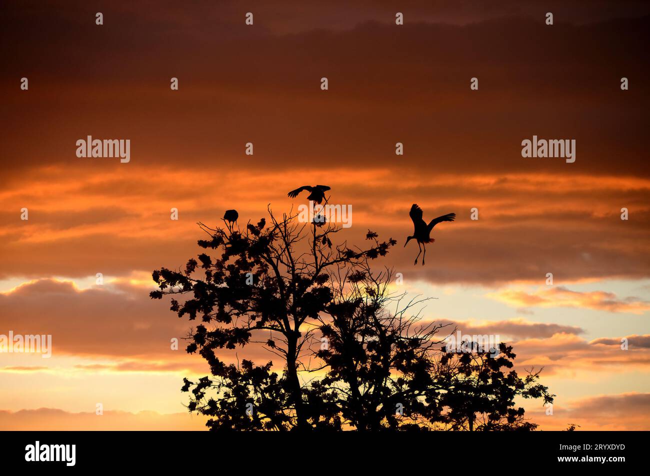 Storks landing on a tree at sunset Stock Photo