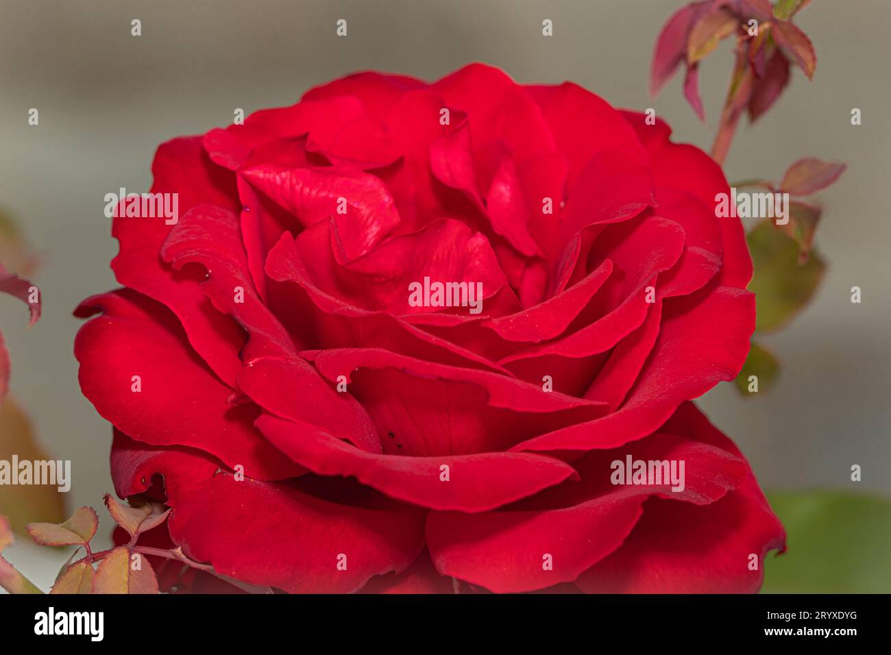 Red Rose Elegance: A Captivating Close-Up of a Stunning Scarlet Bloom, a Symbol of Love and Passion Stock Photo