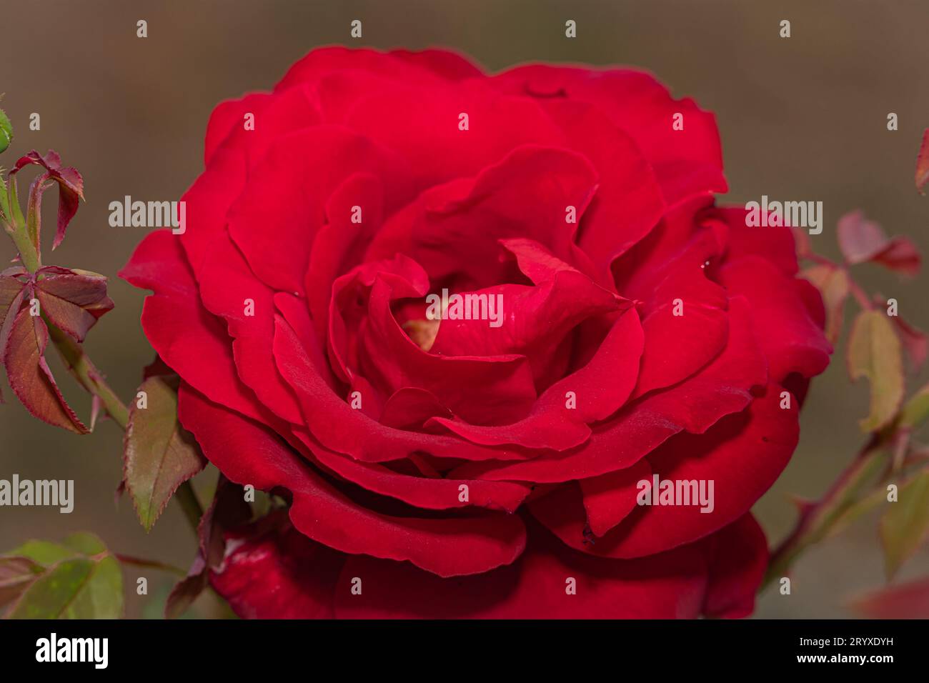 A Symbol of Love: A Close-Up Portrait of a Red Rose, Radiating Elegance and Passion, Nature's Gift of Beauty Stock Photo