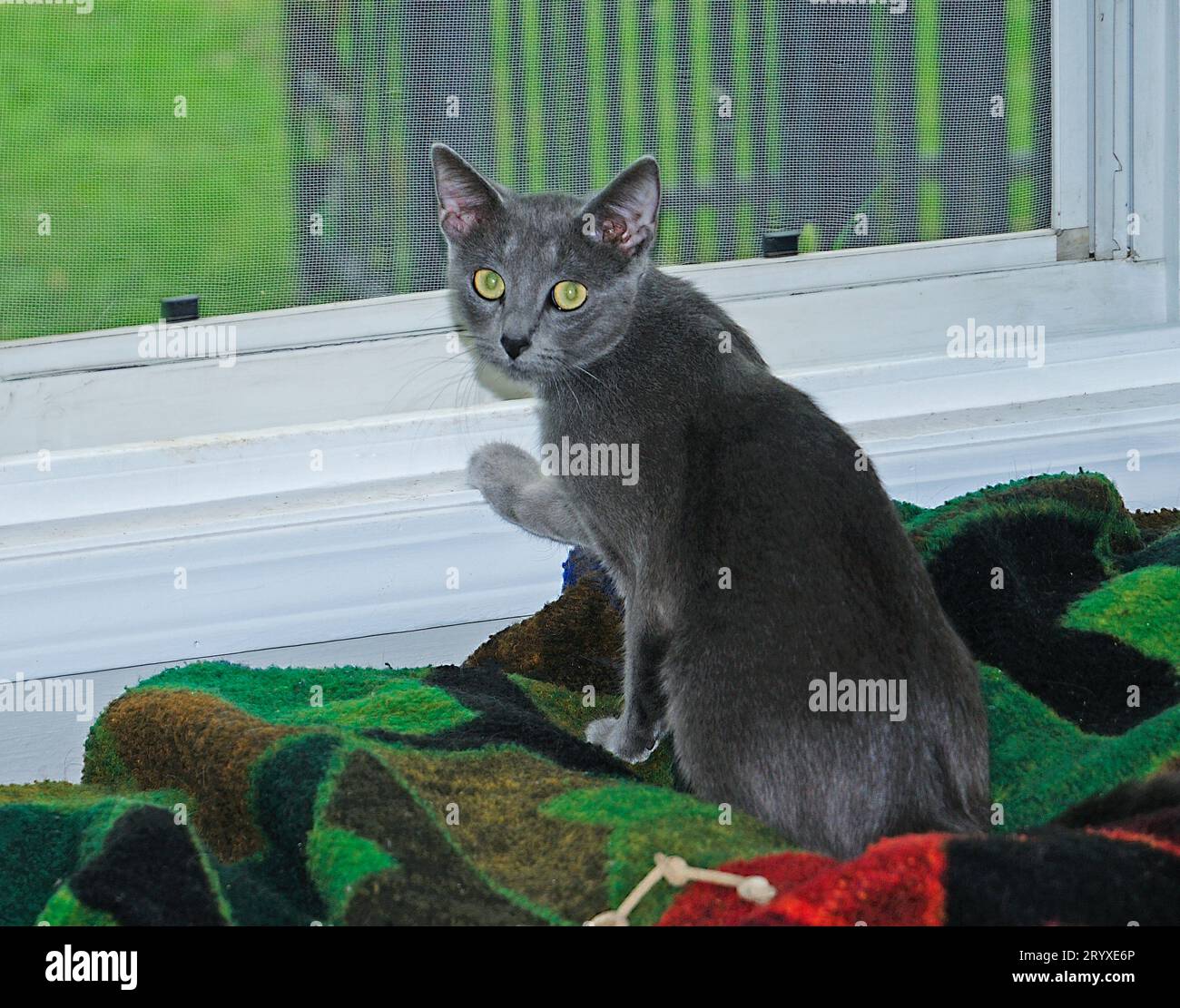 Gray Russian Blue Cat Stock Photo