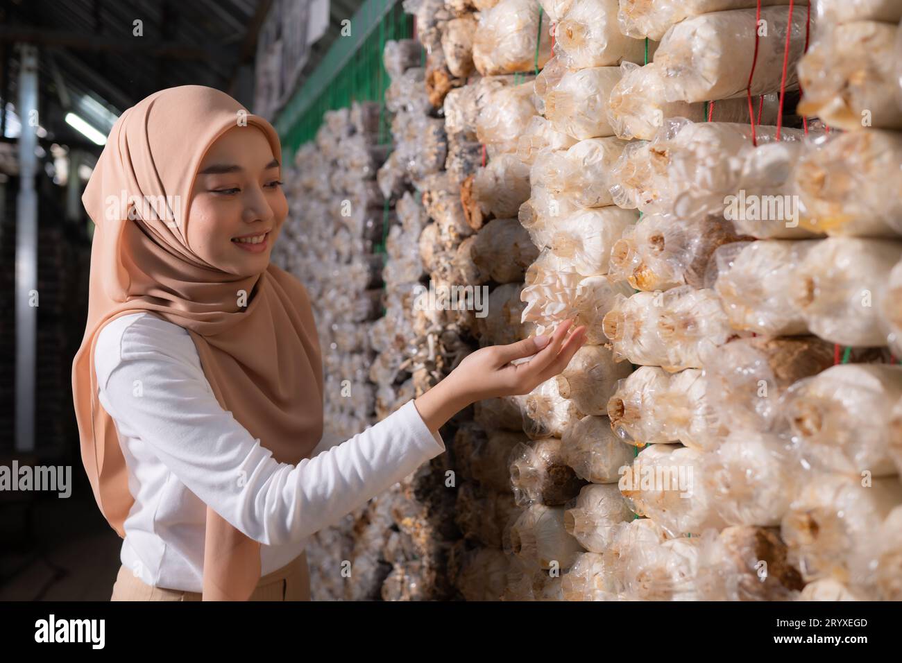 Young asian muslim female scientist research work at mushroom factory, collecting mature mushrooms in mushroom house for laborat Stock Photo