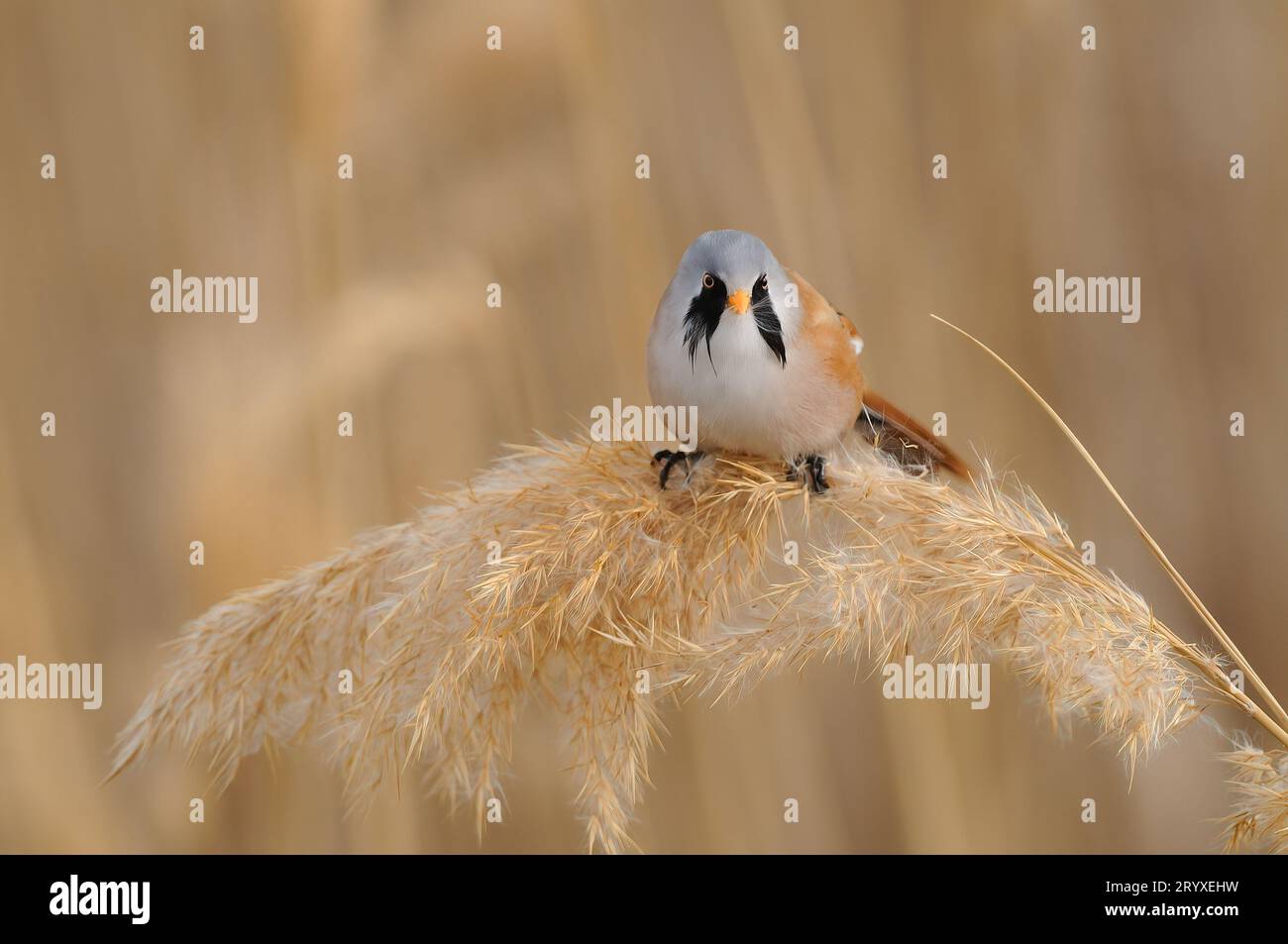 Male Bearded Reedling feeding on a reed. Panurus biarmicus Stock Photo ...