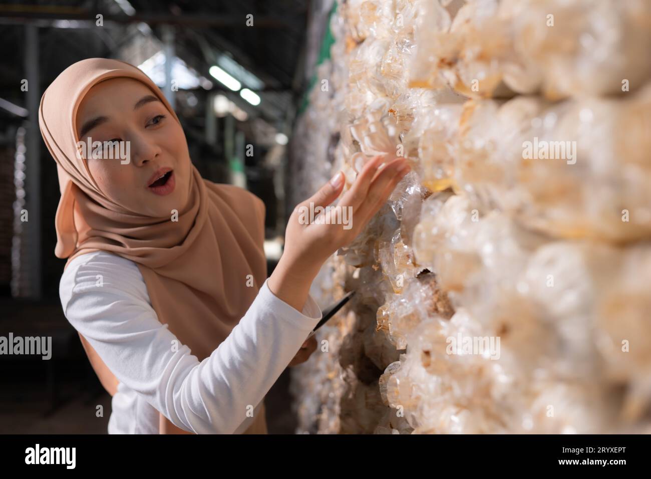 Young asian muslim female scientist research work at mushroom factory
