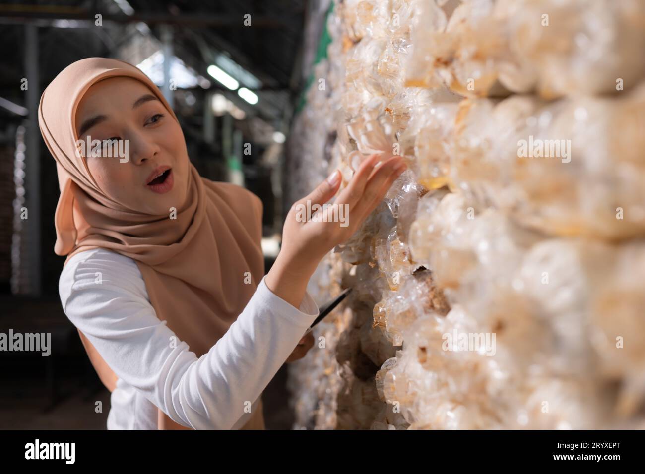 Young asian muslim female scientist research work at mushroom factory, collecting mature mushrooms in mushroom house for laborat Stock Photo