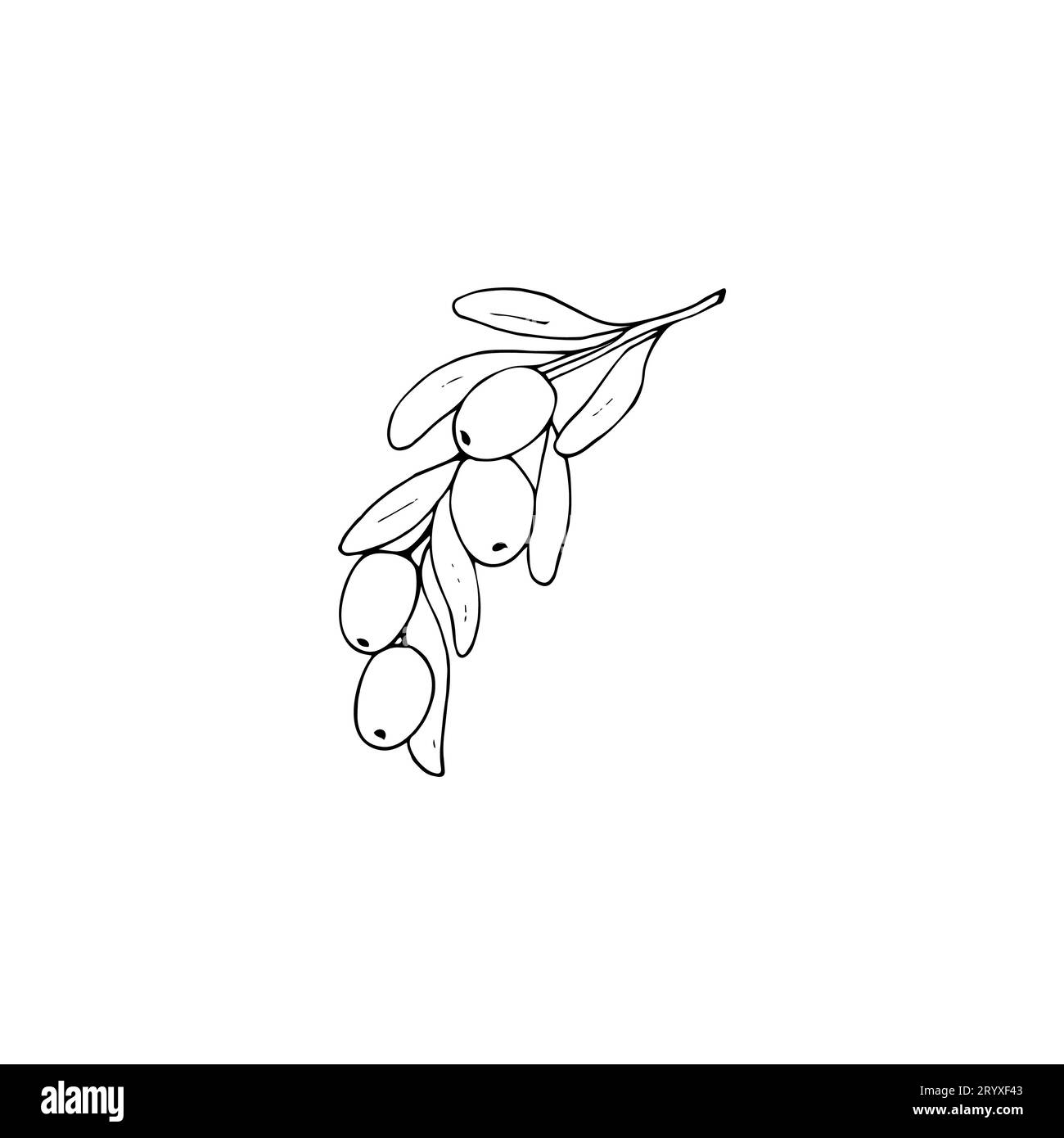 Hand-drawn olive branch with leaves and fruits. isolated vector ...