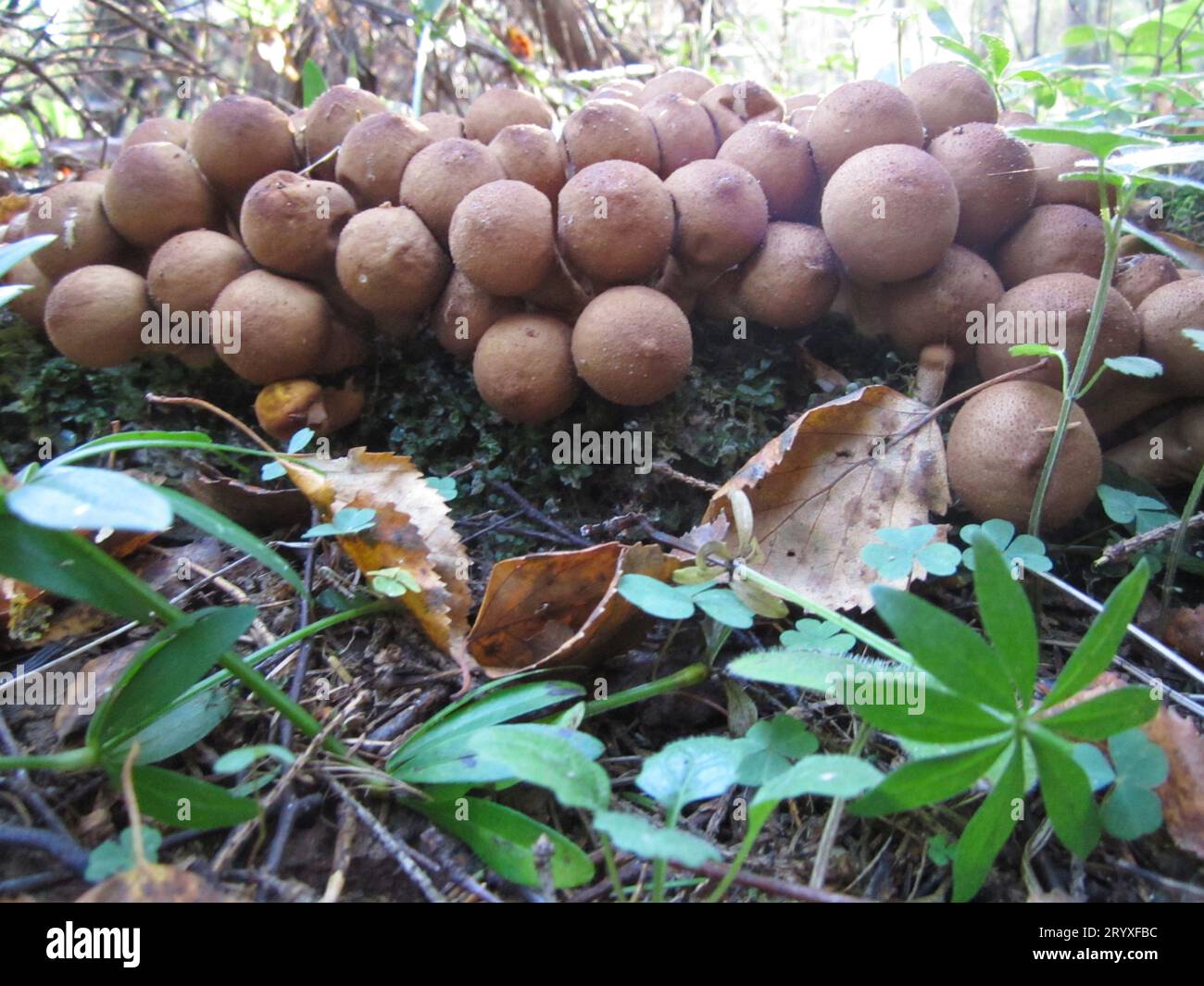Mushroom Puffball pear-shaped or Lycoperdon pyriforme is a species of basidiomycete mushroom, part of the genus Puffball of the Champignon family - Ag Stock Photo