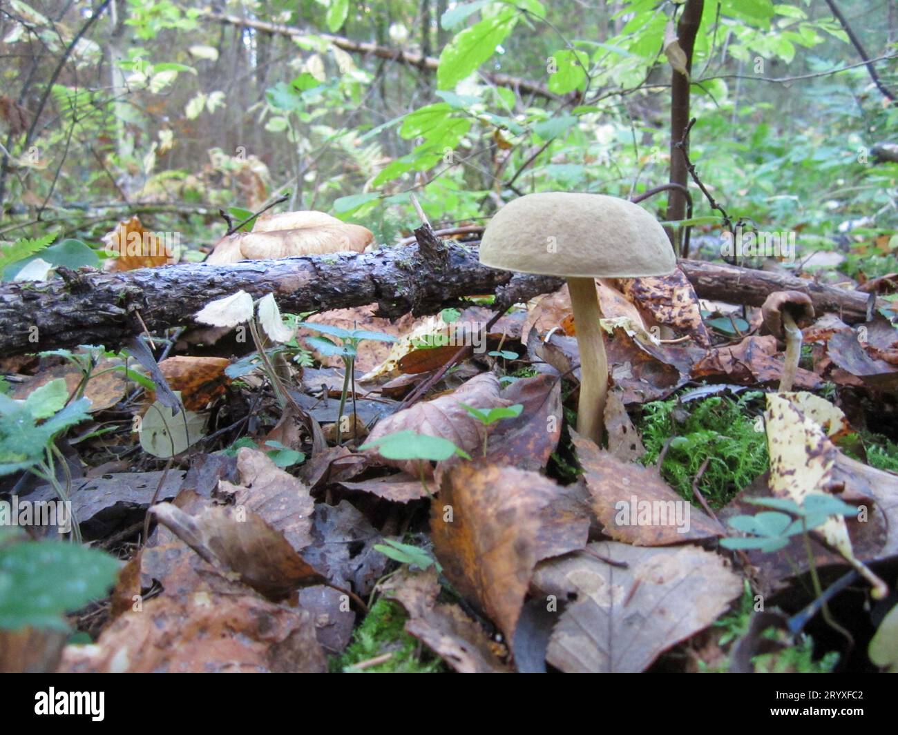 Edible mushroom Marsh boletus or Leccinum holopus is a mushroom of the genus Leccinum of the Boletaceae family. Environmental protection. Stock Photo