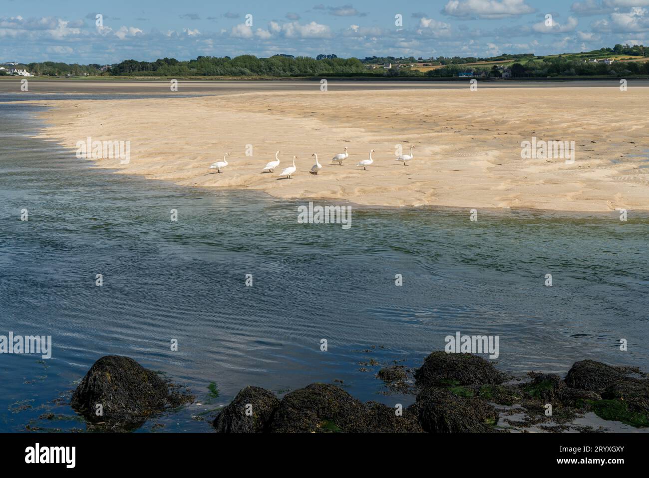 Swans at the dolmens of Guinirvit at the Baie de Kernic, Plouescat, Brittany Stock Photo