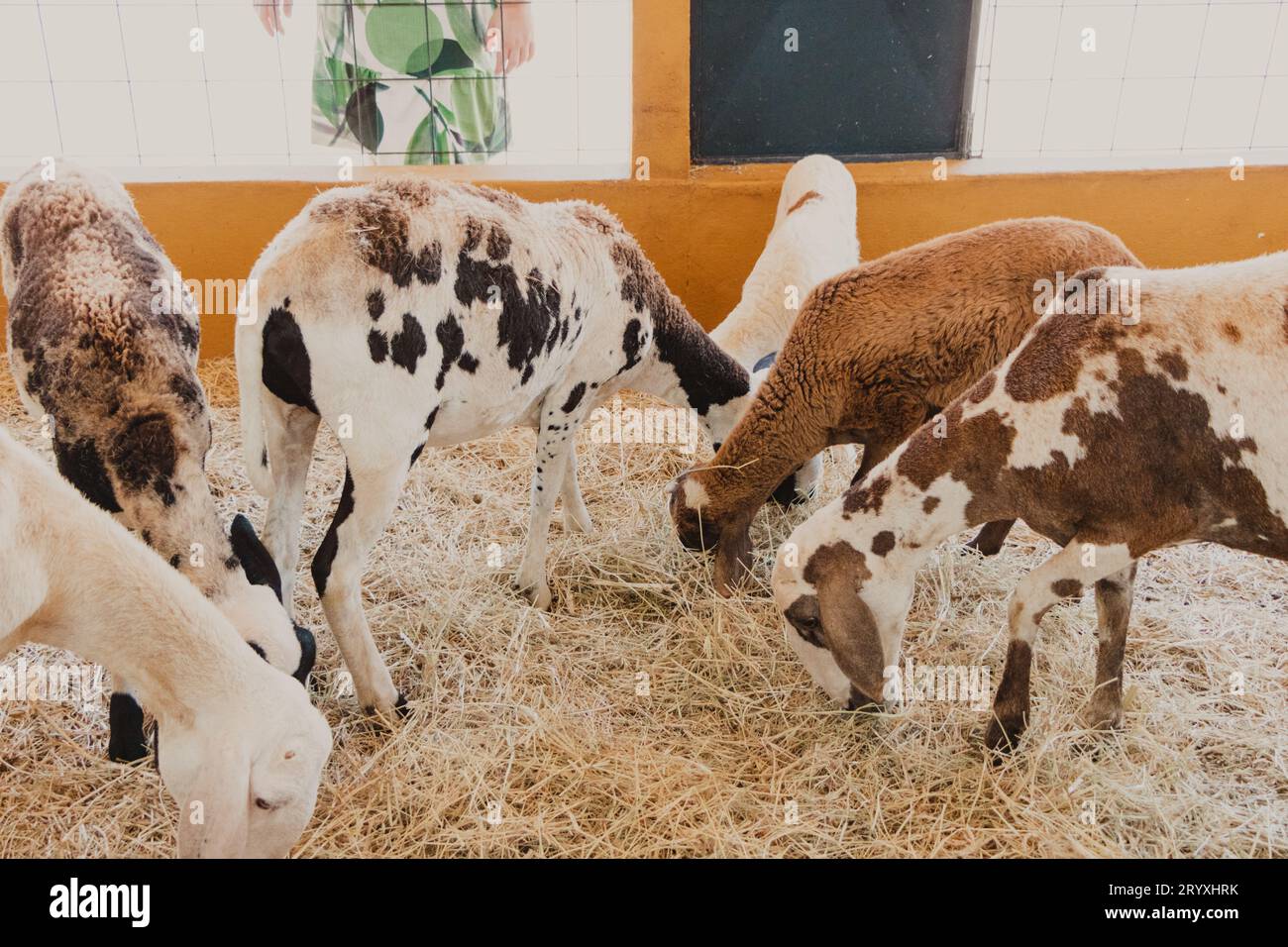 cute goats eating hay in the farm Stock Photo Alamy