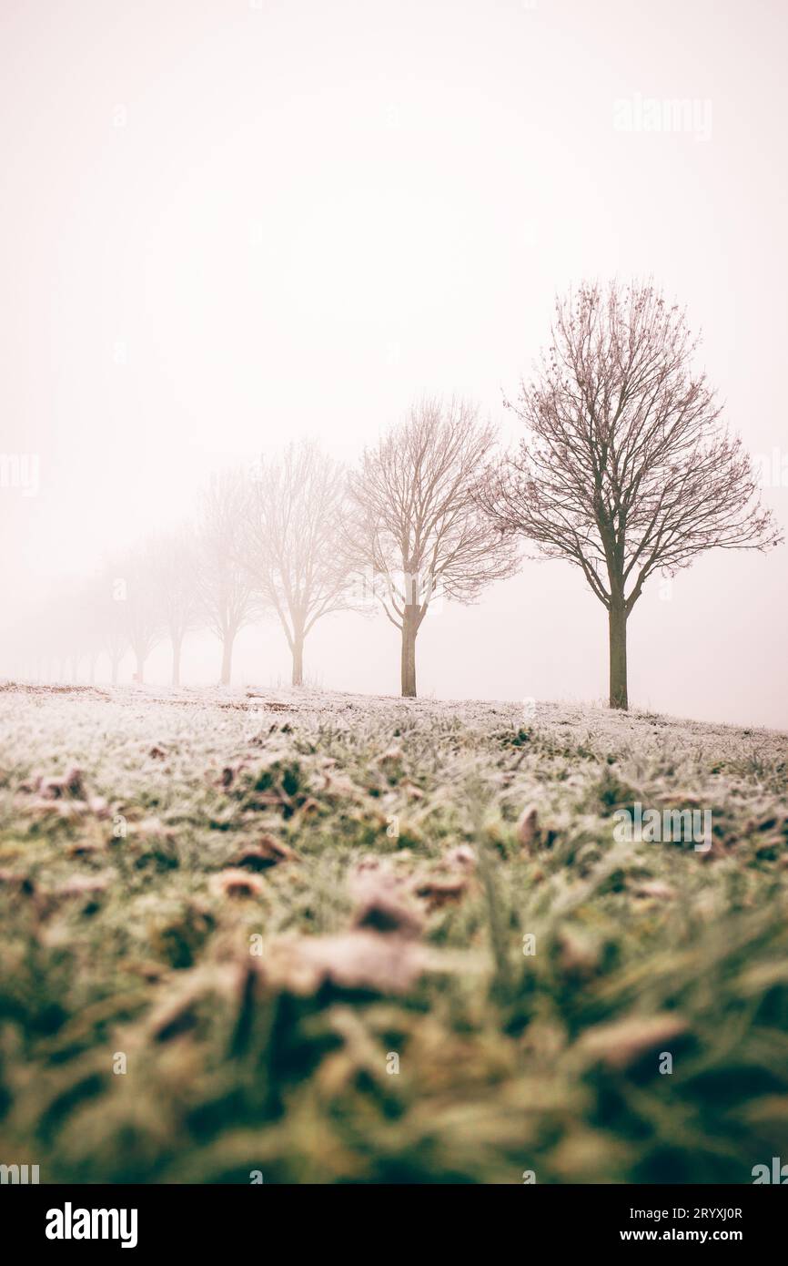 Serene Wilderness: Germany's Morning Glory Unveiled Stock Photo