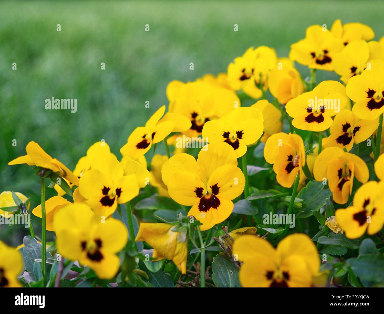 Blooming yellow tulips close-up during spring time Stock Photo - Alamy