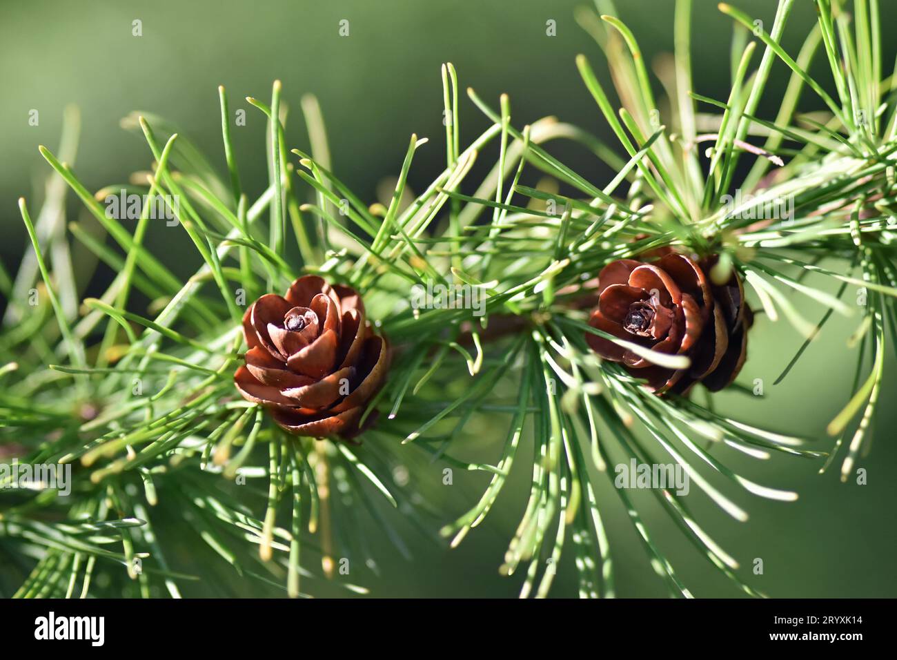 Tiny pine cones on a Tamarack Tree (Larix laricina) in southern Michigan Stock Photo