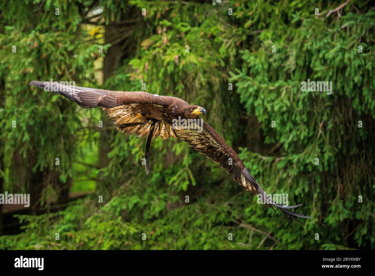 A majestic eagle in flight Stock Photo