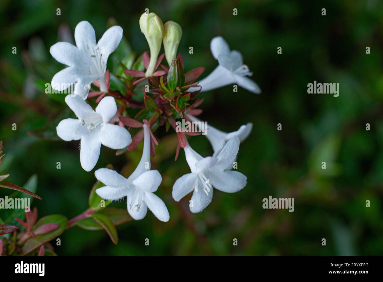 Close-up of abelia grandiflora flowers durante la floración de verano. Stock Photo