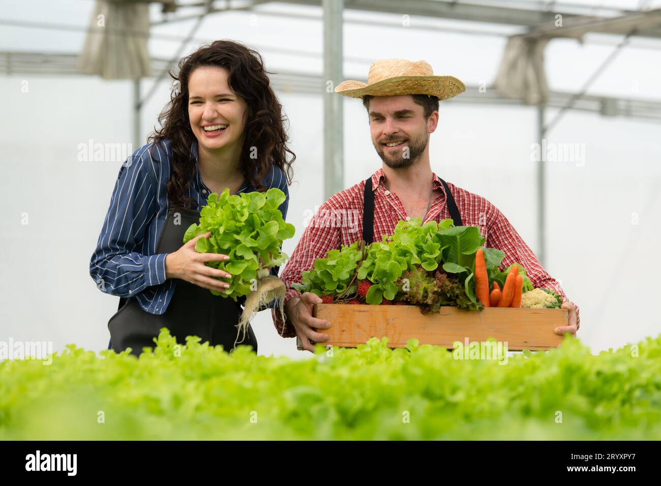 Both small business owners have organic vegetable gardens, They picking fresh veggies to deliver to consumers. Stock Photo