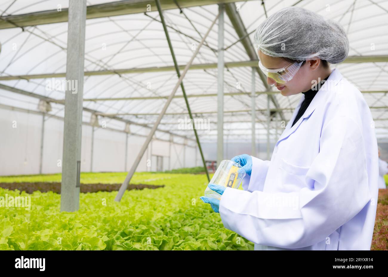 Scientists are conducting research and development on the cultivation of organic vegetables in a closed farm. Stock Photo