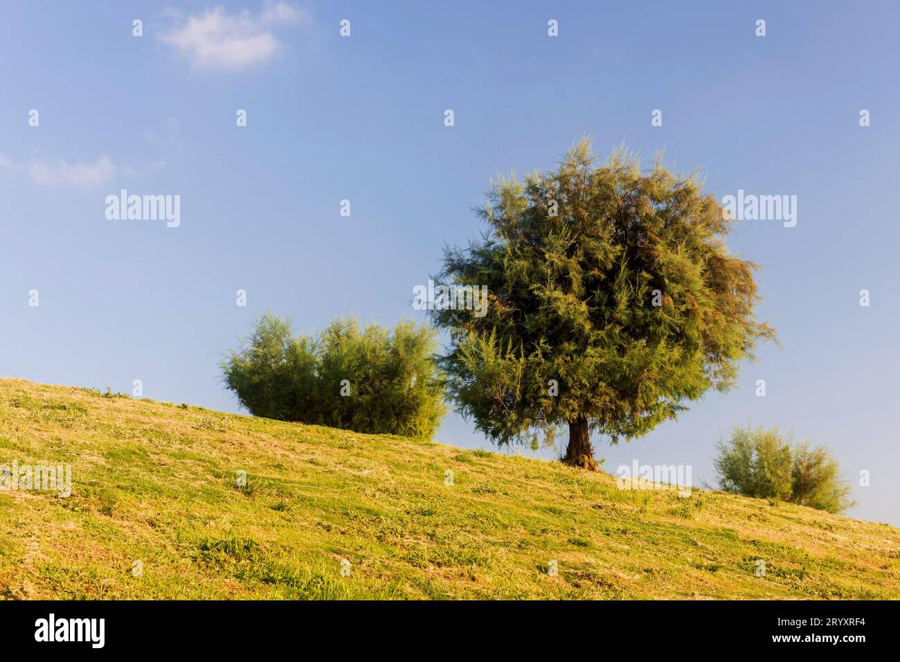 Tamarix ramosissima clipped into a ball on a hill near the Mediterranean Sea against a blue sky. Stock Photo