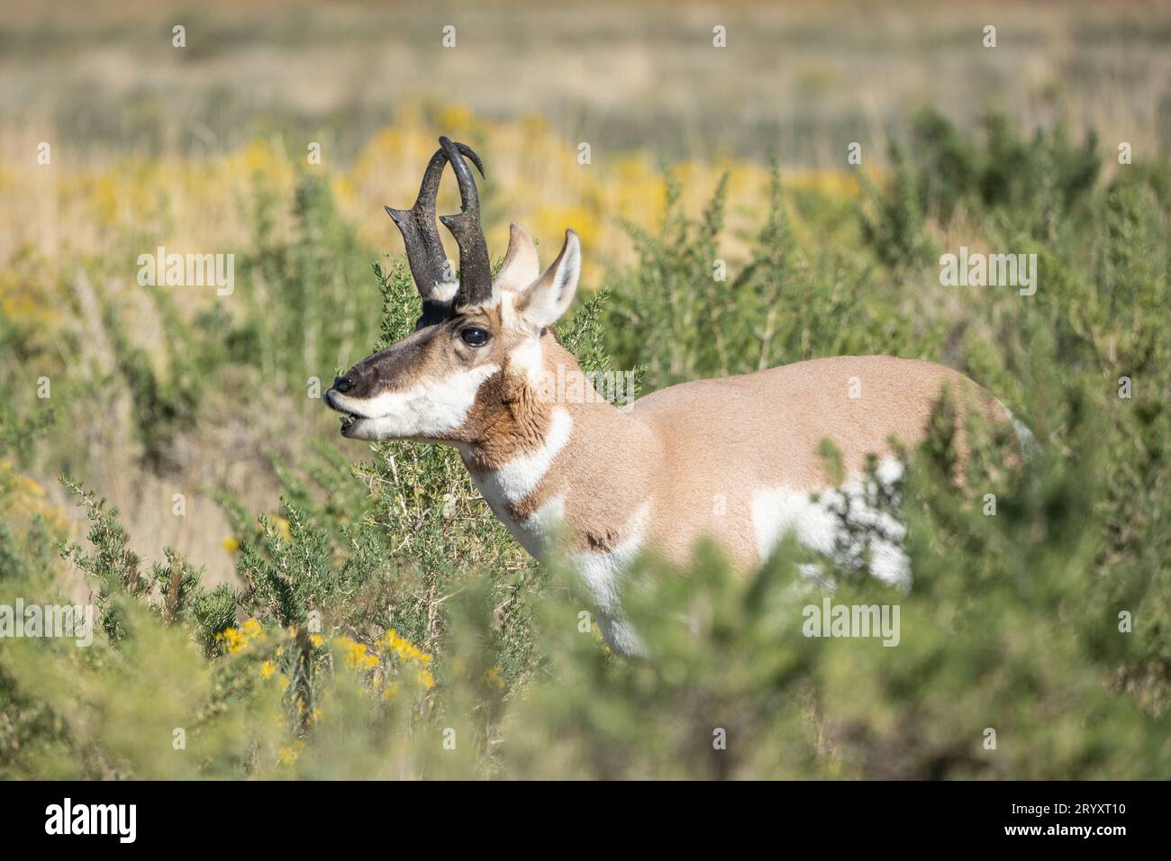 Close-up of Pronghorn walking through praire grasses in Lamar Valley, Yellowstone National Park Stock Photo