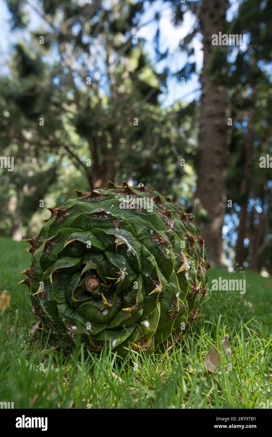 Intact green Bunya pine cone lying in the grass after having fallen from the tree Stock Photo