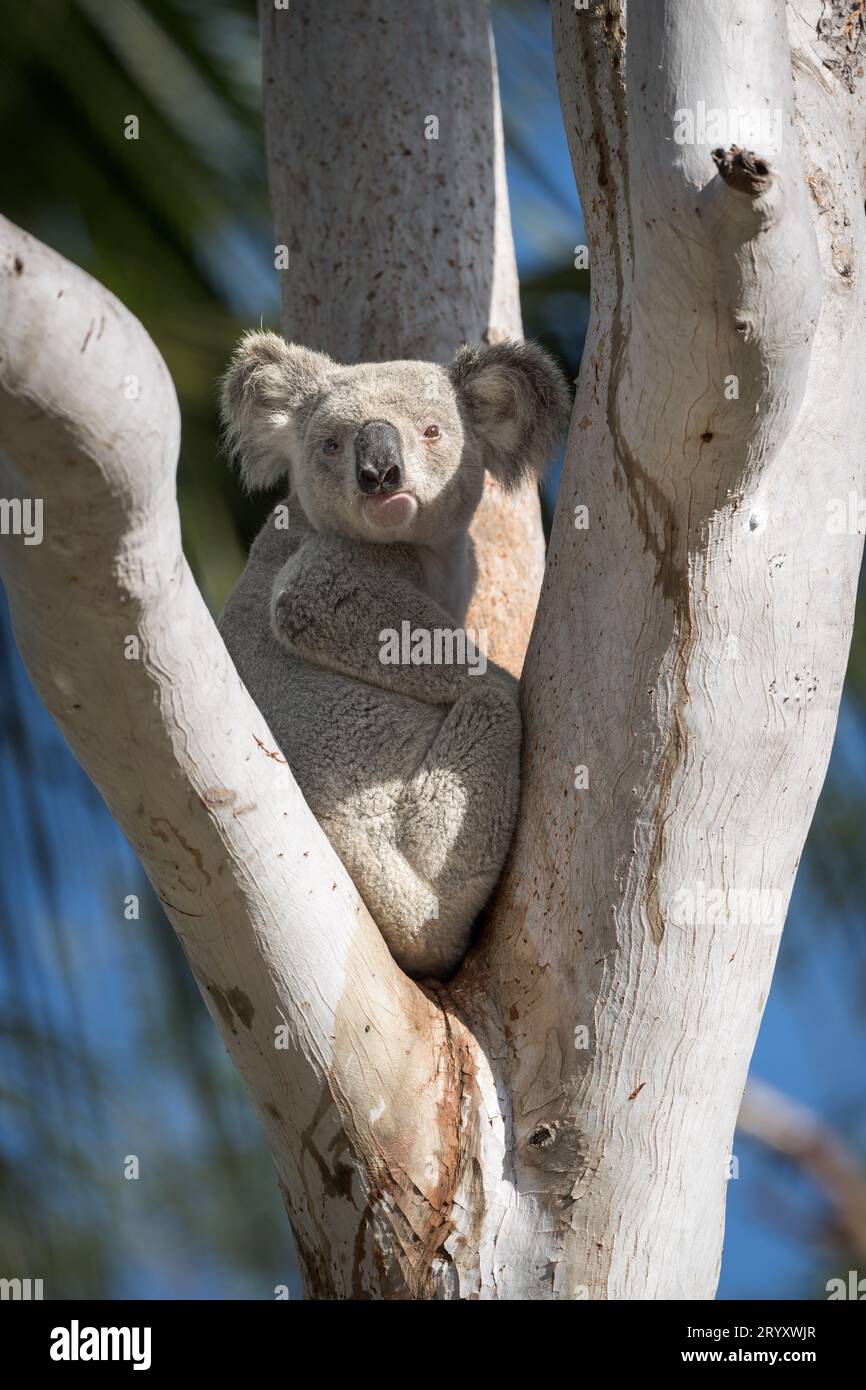 A large male Koala sits peacefully in the fork of a large eucalypt tree, looking at the camera, before making its way up the trunk to feed. Stock Photo