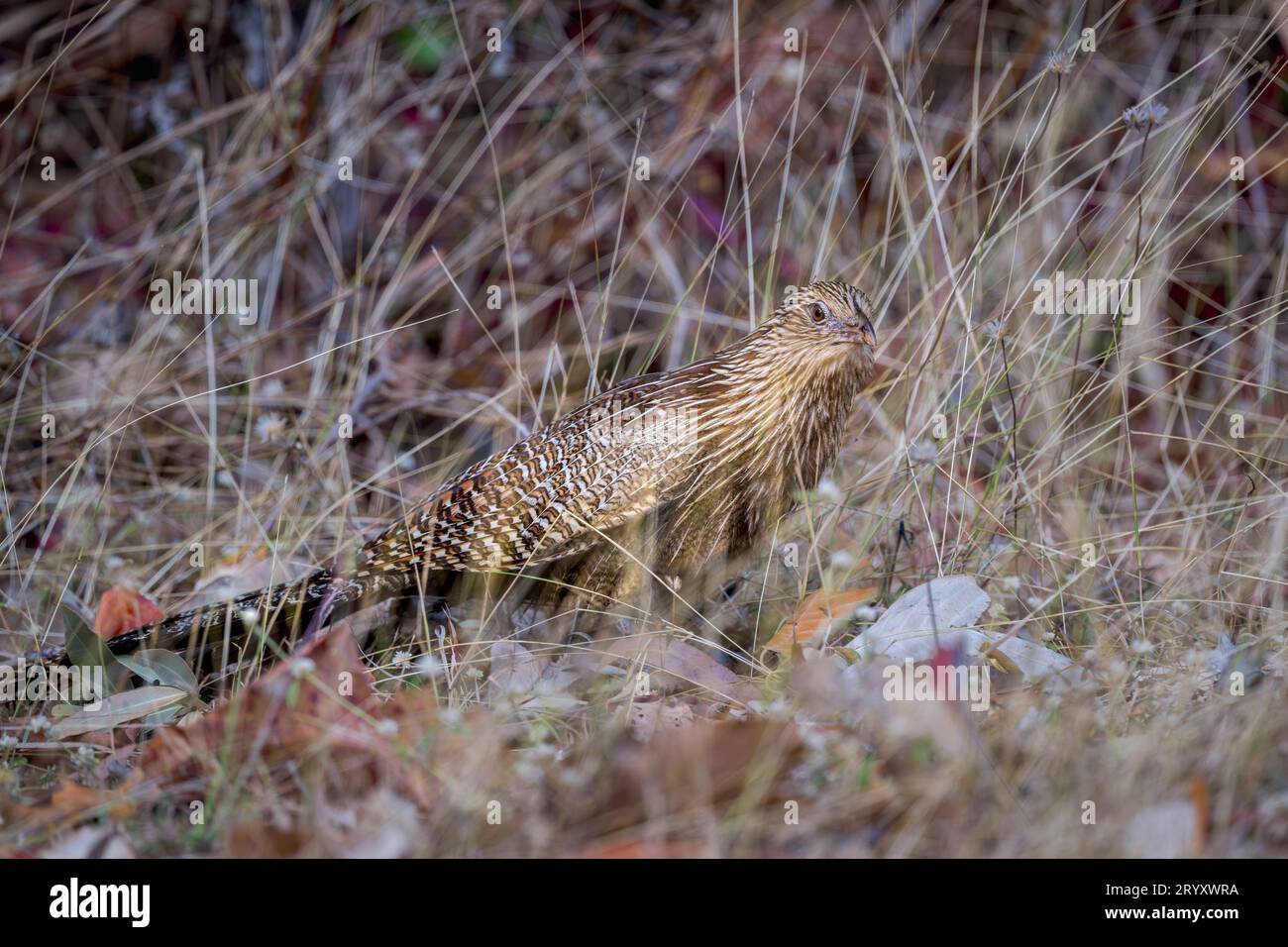 A single Pheasant Coucal showing predatory behaviour on the ground in thick grassy undergrowth as it looks for breakfast on Magnetic Is. in Australia. Stock Photo