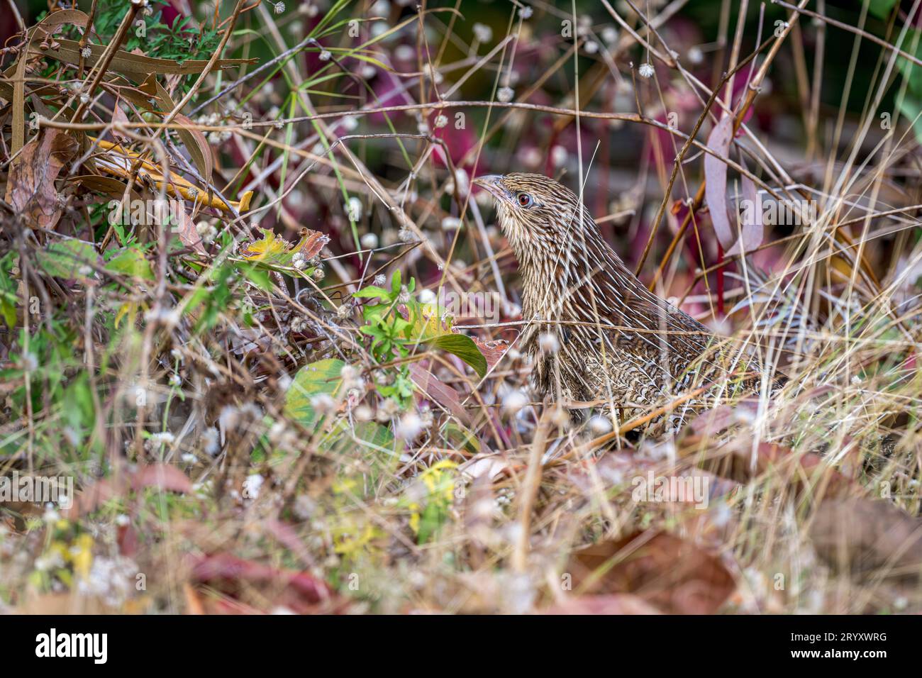 A single Pheasant Coucal showing predatory behaviour on the ground in thick grassy undergrowth as it looks for breakfast on Magnetic Is. in Australia. Stock Photo