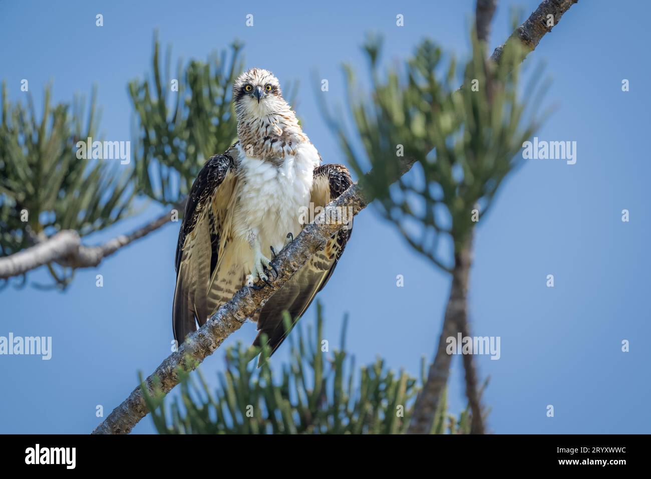 Perched atop a tall, Weathered Hoop Pine on Magnetic Island in Townsville, Australia, an Eastern Osprey has a 360 degree view of its territory. Stock Photo