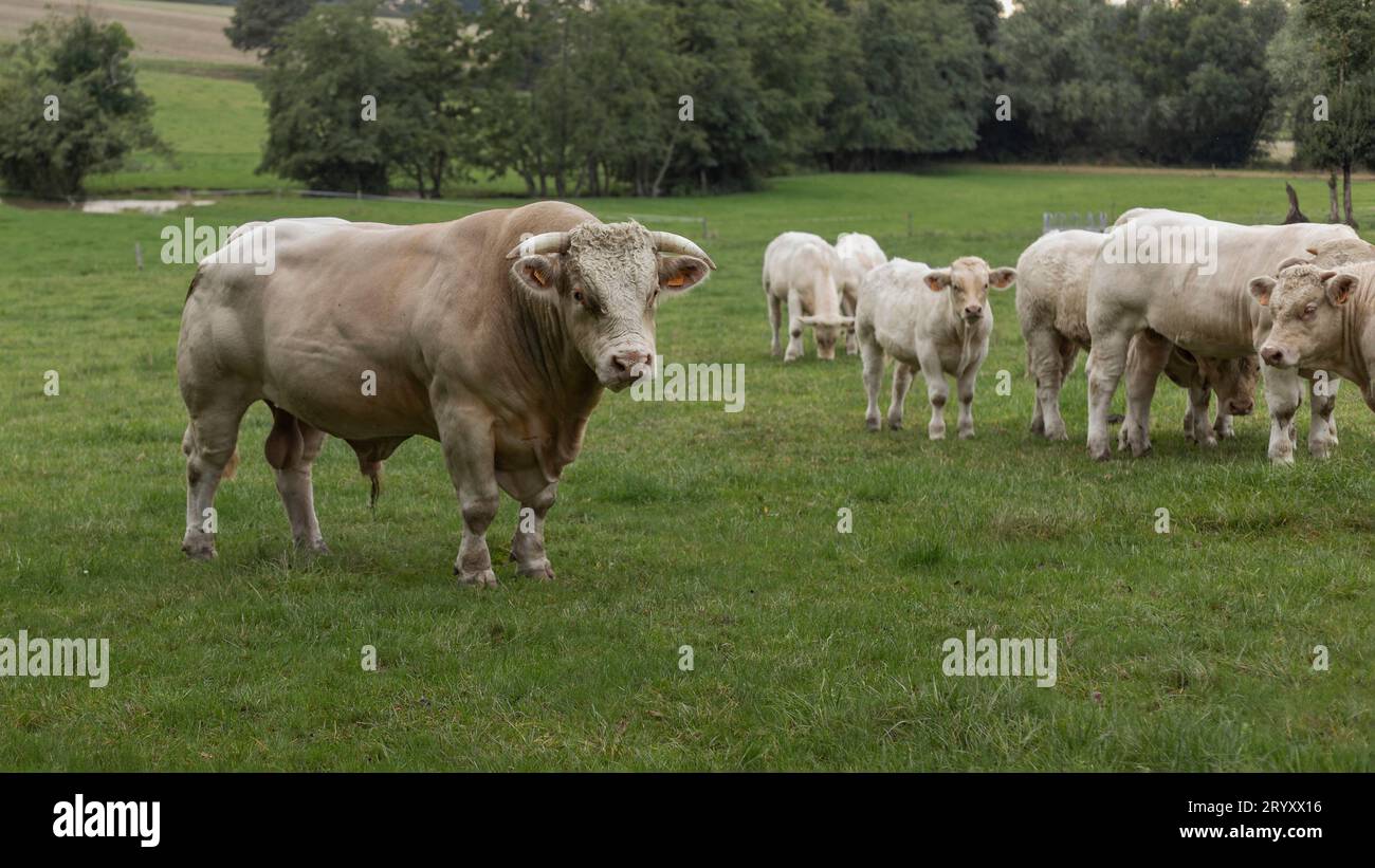 French Charolaise Bull in a field with cows and young calves Stock Photo