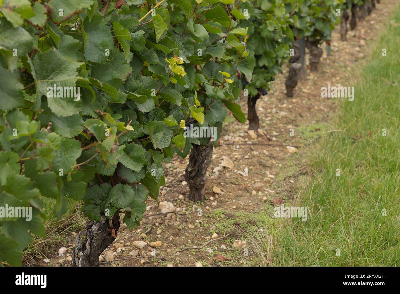 Looking along a row of vines in Sancerre France at the unique stoney soil Stock Photo