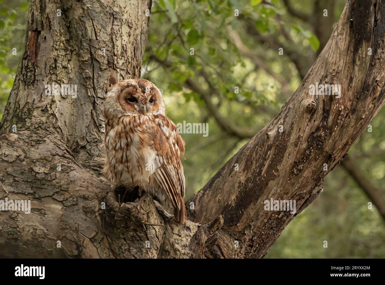 daytime-owls-hi-res-stock-photography-and-images-alamy