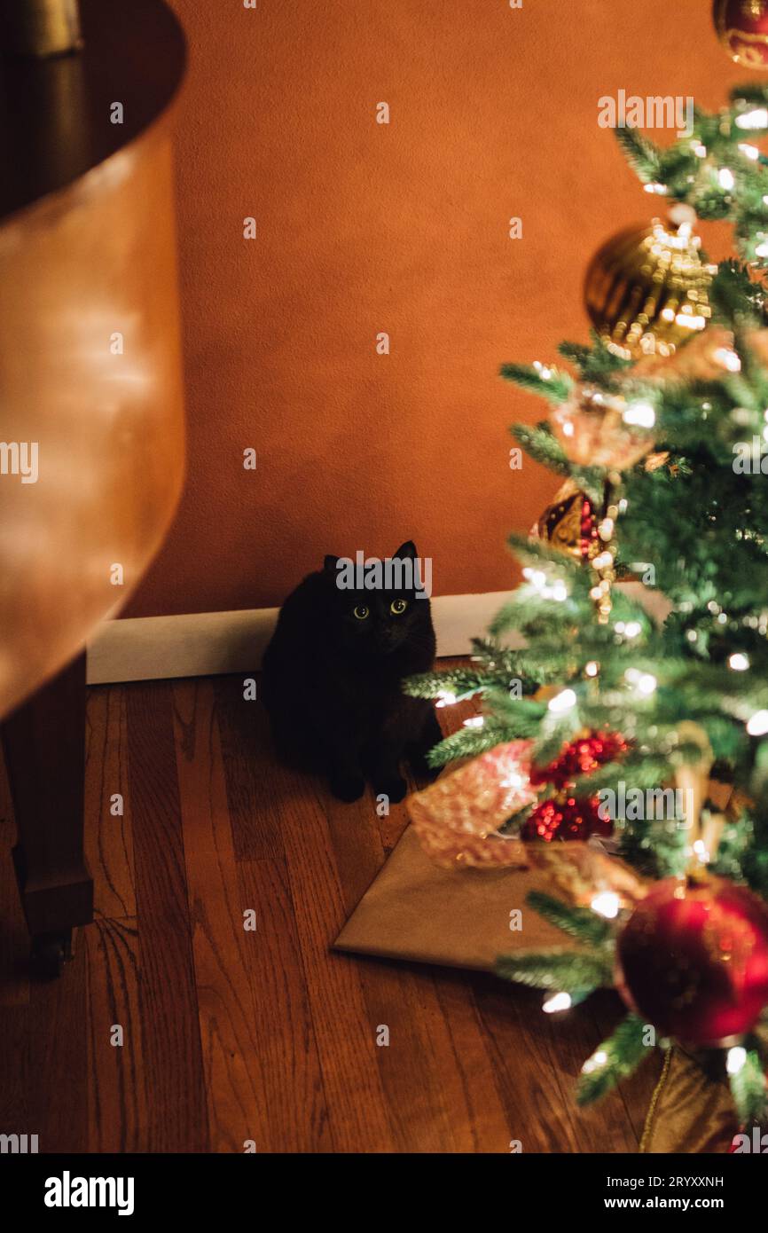 cute black cat sitting under Christmas tree with gifts, looking at