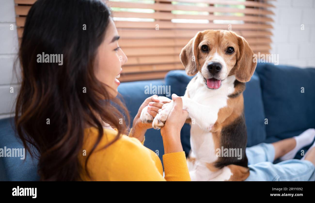 Dog Training Activities